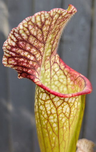 Sarracenia mitchelliana - sarracenia,