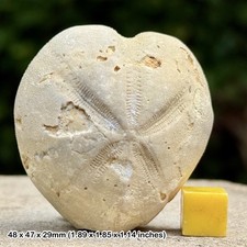 Micraster coranguinum Fossil