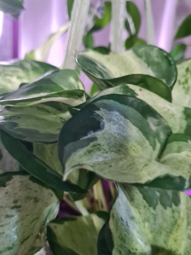 Manjula pothos epipremnum - manjula,
