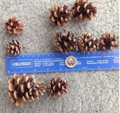 Pine fir cones 7cm - pine,