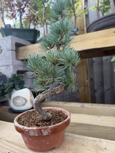 Pinus pine bonsai - pine, tree