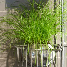 Cyperus alternifolius Zumula |