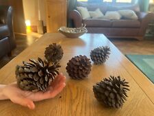 6 GIANT PINE CONES - extra large