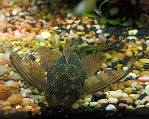 Live freshwater pleco - live,