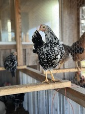 6+ Exchequer Leghorn Hatching