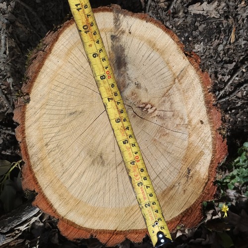Oak firewood chopping block - oak,