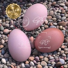 Croad Langshan Hatching Eggs