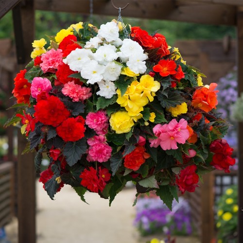 Begonia tuberous non - tuberous,