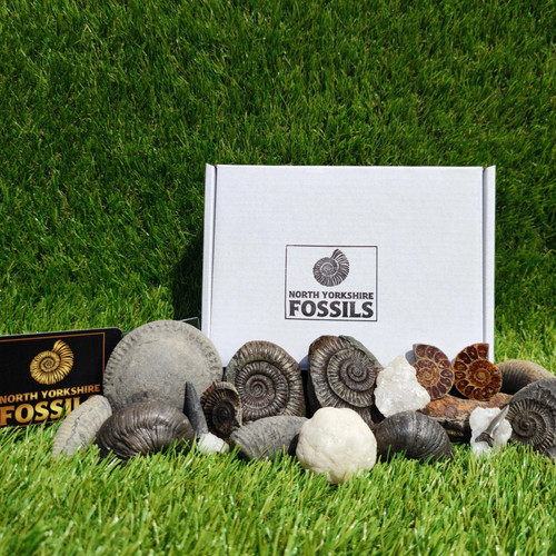Super deluxe fossil - , box