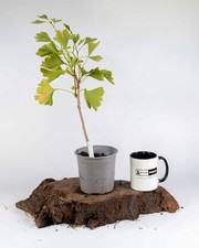 Ginkgo Bonsai Starter Tree –