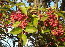 Zanthoxylum simulans, CHINESE