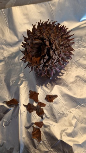 Wollemi pine seed - pine, as
