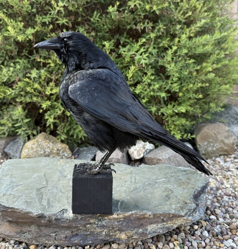 Taxidermy crow not raven - 🎃,