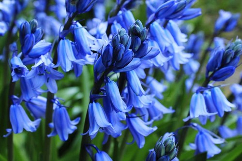 English bluebell bulbs - bluebell, bulbs/corms