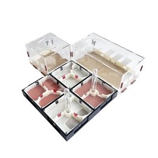 Expandable acrylic ant - ant, farm