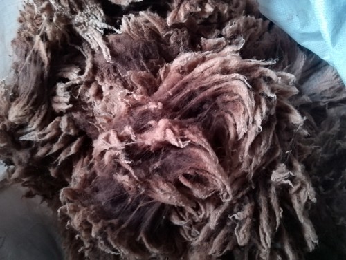 Shetland raw sheep fleece wool - sheep,