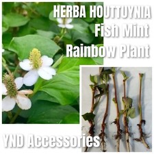 5 HERBA HOUTTUYNIA 鱼腥草