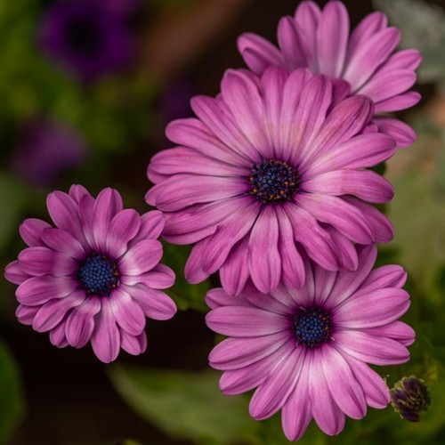 Osteospermum plug plants