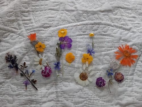 Pressed flower bookmark dried - pressed,