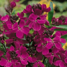 100 ERYSIMUM CHEIRI RUBY GEM