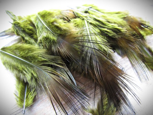 Ifs bleached golden pheasant - bleached,