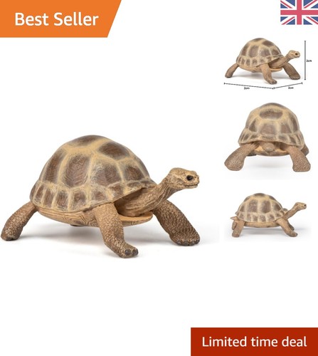 Realistic hermann tortoise - realistic,
