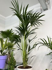 Kentia Palm (Howea