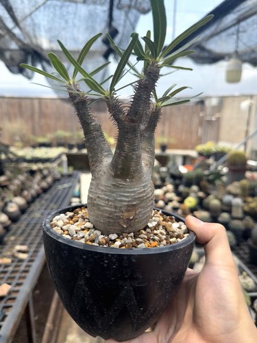 5cm live house plant - house,