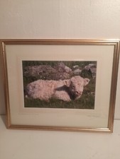 Aberdeen Angus Calf Ron Allner Photograph 450x380mm "Early Morning Snooze"