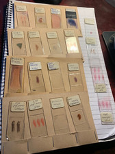 Varied Set of 20 Vintage Prepared Microscope Slides - Botanical/Animal Subjects