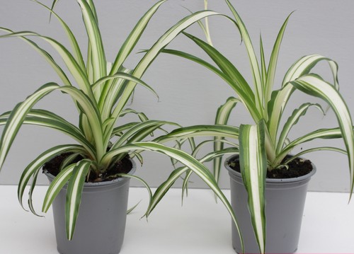 Two spider plants - spider,
