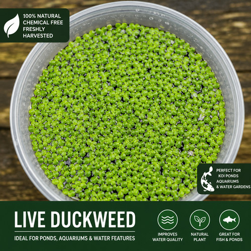 Live duckweed floating pond - live,