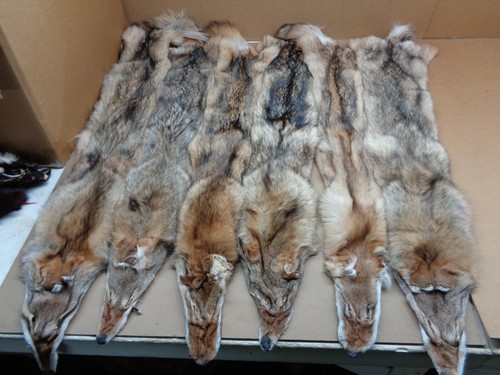 Tanned damage coyote - damage,
