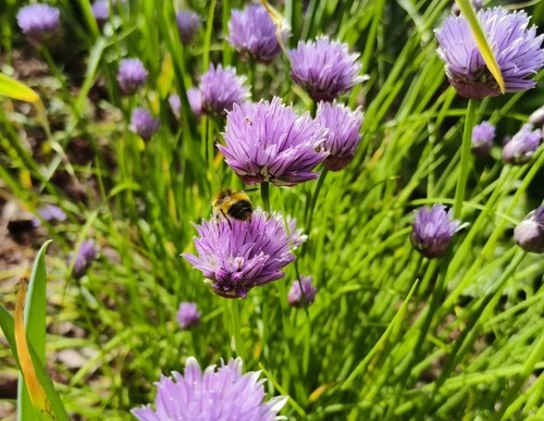 20x organic herb - , chives