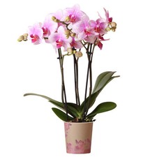 Orchid Phalaenopsis Rotterdam Moth Orchid Real Indoor Office House Plant in Pot