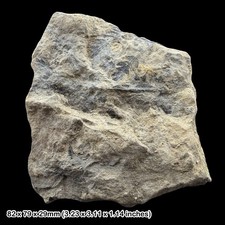 Jurassic Fossil Plant Remains