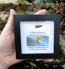 Fossil Pterosaur Tooth