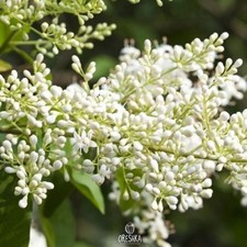Ligustrum quihoui 20 PCS fresh