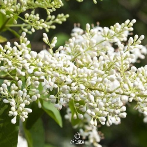 Ligustrum quihoui pcs fresh - 20,