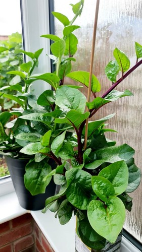 Malabar spinach red poi shak - spinach,
