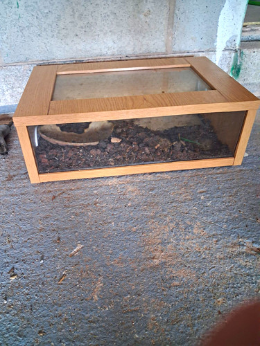 Wooden framed glass reptile - wooden,
