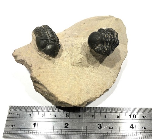 Pair fossil trilobites - pair,