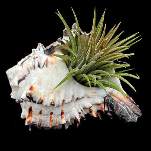 Black murex large 14cm - 12-14cm, sea