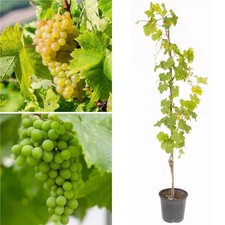 Grape Superior Seedless Outdoor Vine Climbing Plant White Fruit