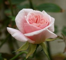 'Cecile Brunner' Fragrant Bush Rose, Delicate Soft Pink Hardy China Rose
