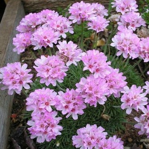 Armeria juniperifolia plug - juniperifolia,