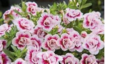 3  X  MIX dD   DOUBLE FLOWERED