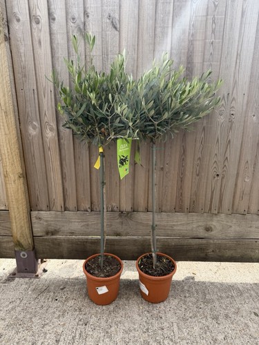 Pair olive trees olea - of,