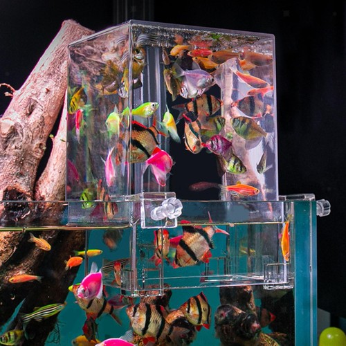 Fish tank water - fish,