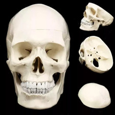 Mini Skull Human Anatomical